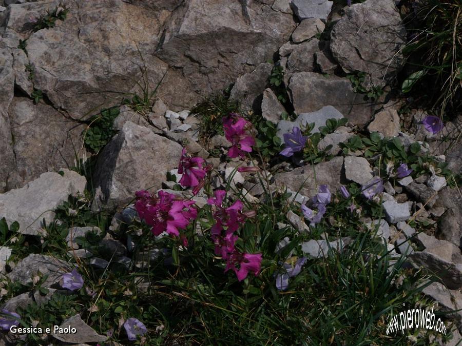 8 PRIMULE E AQUILEGIA DI EINSELE.jpg